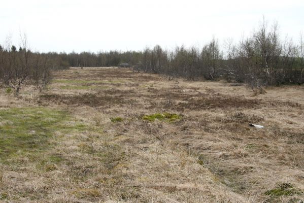 Hora Svatého Šebestiána, 29.4.2012
Rašeliniště - biotop střevlíka Carabus nitens. 
Klíčová slova: Krušné hory Hora Svatého Šebestiána Carabus nitens