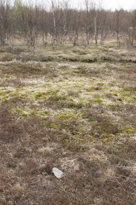 Hora Svatého Šebestiána, 29.4.2012
Rašeliniště - biotop střevlíka Carabus nitens. Pod kamenem je ukryta zemní past.
Keywords: Krušné hory Hora Svatého Šebestiána Carabus nitens