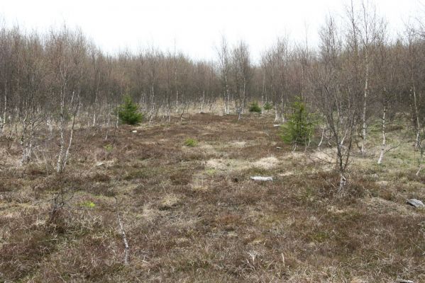 Hora Svatého Šebestiána, 29.4.2012
Rašeliniště - biotop střevlíka Carabus nitens. Pod kameny jsou ukryty zemní pasti.
Schlüsselwörter: Krušné hory Hora Svatého Šebestiána Carabus nitens