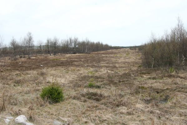 Hora Svatého Šebestiána, 29.4.2012
Rašeliniště - biotop střevlíka Carabus nitens. 
Klíčová slova: Krušné hory Hora Svatého Šebestiána Carabus nitens