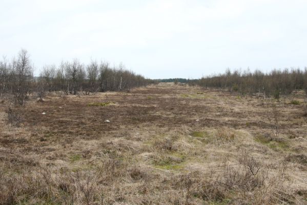 Hora Svatého Šebestiána, 29.4.2012
Rašeliniště - biotop střevlíka Carabus nitens. 
Mots-clés: Krušné hory Hora Svatého Šebestiána Carabus nitens