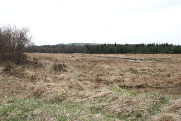 Hora Svatého Šebestiána, 29.4.2012
Pohled přes rašeliniště na Novoveský vrch - bývalou nejbohatší lokalitu na střevlíka Carabus nitens. 
Klíčová slova: Krušné hory Hora Svatého Šebestiána Novoveský vrch Carabus nitens