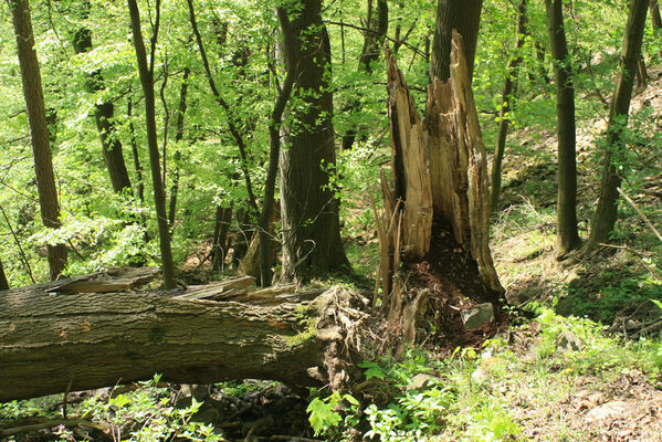 Ústí nad Labem, Střekov, 22.4.2007
Průčelská rokle, suťový les pod Výřími skalami. Rozlomený jasan - biotop kovaříků Elater ferrugineus.
Klíčová slova: Ústí nad Labem Střekov České středohoří Průčelská rokle Elater ferrugineus