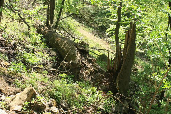 Ústí nad Labem, Střekov, 22.4.2007
Průčelská rokle, suťový les pod Výřími skalami. Rozlomený jasan - biotop kovaříků Elater ferrugineus.
Klíčová slova: Ústí nad Labem Střekov České středohoří Průčelská rokle Elater ferrugineus