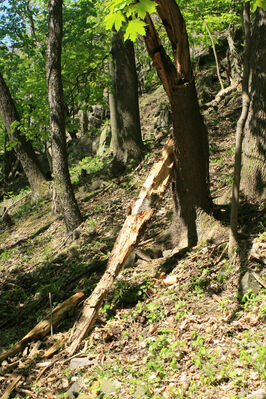 Ústí nad Labem, Střekov, 22.4.2007
Průčelská rokle, suťový les pod Výřími skalami.
Schlüsselwörter: Ústí nad Labem Střekov České středohoří Průčelská rokle