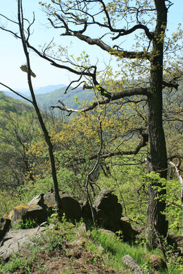 Ústí nad Labem, Střekov, 22.4.2007
Výří skály.
Mots-clés: Ústí nad Labem Střekov České středohoří Průčelská rokle