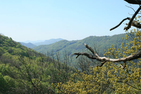 Ústí nad Labem, Střekov, 22.4.2007
Výří skály. Pohled na kaňon Labe.
Klíčová slova: Ústí nad Labem Střekov České středohoří Průčelská rokle