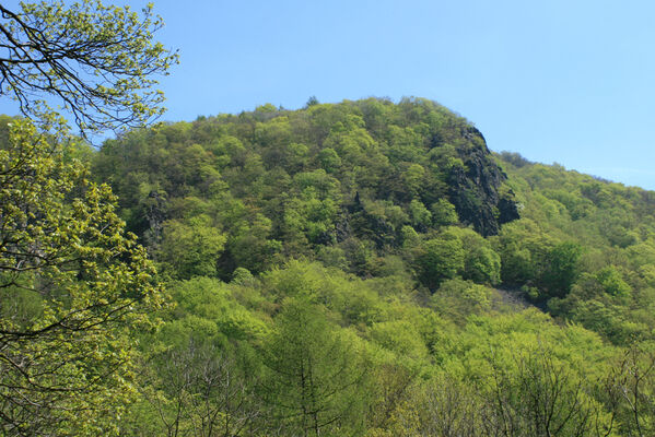 Ústí nad Labem, Střekov, 22.4.2007
Výří skály.
Keywords: Ústí nad Labem Střekov České středohoří Průčelská rokle