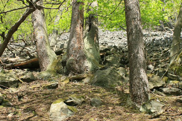 Ústí nad Labem, Střekov, 22.4.2007
Průčelská rokle, suťový les pod Výřími skalami.
Klíčová slova: Ústí nad Labem Střekov České středohoří Průčelská rokle