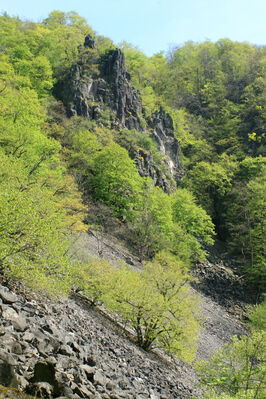 Ústí nad Labem, Střekov, 22.4.2007
Průčelská rokle, suťové pole pod Výřími skalami.
Klíčová slova: Ústí nad Labem Střekov České středohoří Průčelská rokle