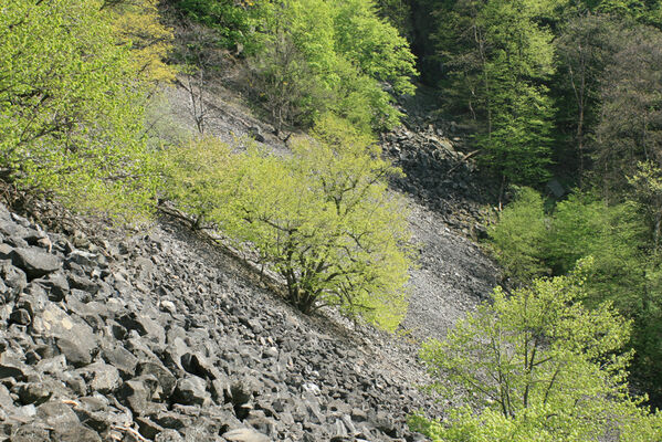 Ústí nad Labem, Střekov, 22.4.2007
Suťové pole pod Výřími skalami.
Klíčová slova: Ústí nad Labem Střekov České středohoří Průčelská rokle