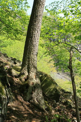 Ústí nad Labem, Střekov, 22.4.2007
Suťový les pod Výřími skalami.
Mots-clés: Ústí nad Labem Střekov České středohoří Průčelská rokle