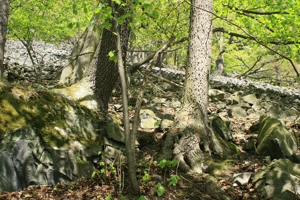 Ústí nad Labem, Střekov, 22.4.2007
Suťový les pod Výřími skalami.
Klíčová slova: Ústí nad Labem Střekov České středohoří Průčelská rokle Ischnodes sanguinicollis