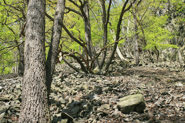 Ústí nad Labem, Střekov, 22.4.2007
Suťový les pod Výřími skalami.
Klíčová slova: Ústí nad Labem Střekov České středohoří Průčelská rokle