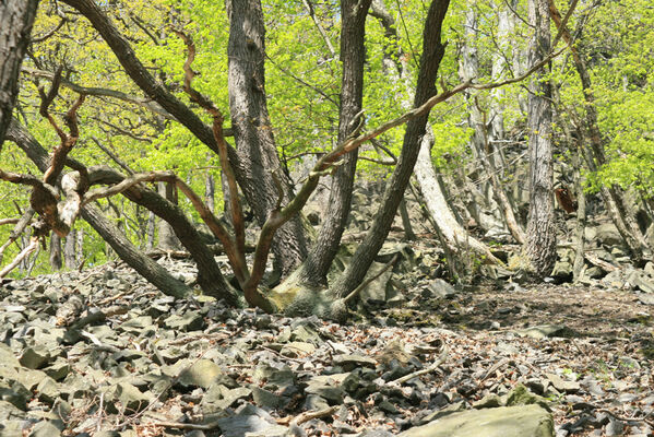 Ústí nad Labem, Střekov, 22.4.2007
Suťový les pod Výřími skalami.
Schlüsselwörter: Ústí nad Labem Střekov České středohoří Průčelská rokle