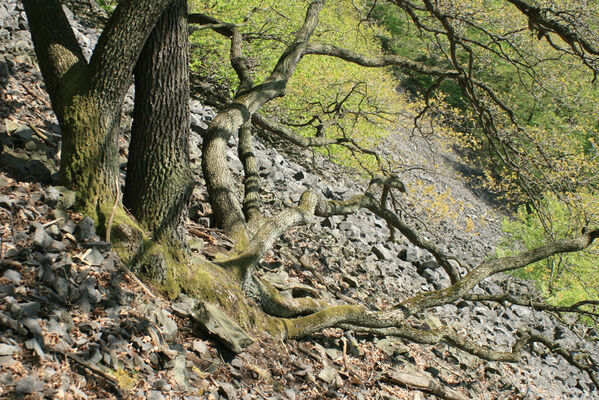 Ústí nad Labem, Střekov, 22.4.2007
Suťový les pod Výřími skalami.
Schlüsselwörter: Ústí nad Labem Střekov České středohoří Průčelská rokle