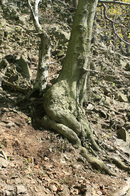 Ústí nad Labem, Střekov, 22.4.2007
Suťový les pod Výřími skalami.
Keywords: Ústí nad Labem Střekov České středohoří Průčelská rokle