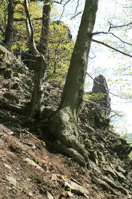 Ústí nad Labem, Střekov, 22.4.2007
Suťový les pod Výřími skalami.
Klíčová slova: Ústí nad Labem Střekov České středohoří Průčelská rokle