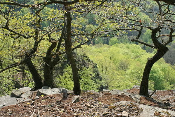 Ústí nad Labem, Střekov, 22.4.2007
Výří skály.
Klíčová slova: Ústí nad Labem Střekov České středohoří Průčelská rokle