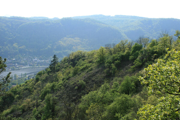 Ústí nad Labem, Střekov, 22.4.2007
Sluneční stráň.
Klíčová slova: Ústí nad Labem Střekov České středohoří Sluneční stráň