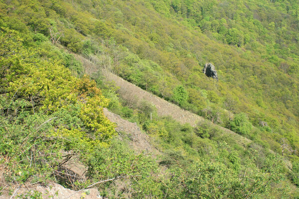 Ústí nad Labem, Střekov, 22.4.2007
Sluneční stráň.
Klíčová slova: Ústí nad Labem Střekov České středohoří