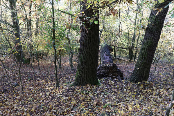 Sebuzín, 25.10.2022
Vrch Lenoch, les pod Havraní skálou.
Schlüsselwörter: Ústí nad Labem Sebuzín České středohoří vrch Lenoch Havraní skála Stenagostus rhombeus