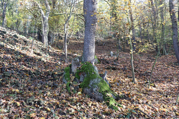 Sebuzín, 25.10.2022
Vrch Lenoch, les pod Havraní skálou.
Klíčová slova: Ústí nad Labem Sebuzín České středohoří vrch Lenoch Havraní skála