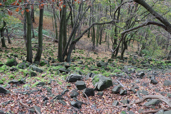 Sebuzín, 25.10.2022
Vrch Lenoch, les pod Poradní skálou.
Keywords: Ústí nad Labem Sebuzín České středohoří vrch Lenoch Poradní skála