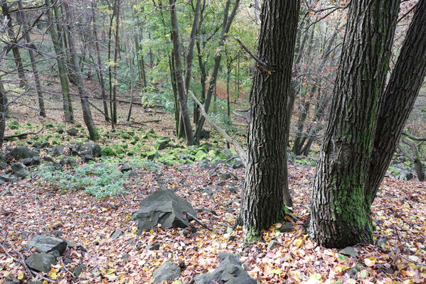 Sebuzín, 25.10.2022
Vrch Lenoch, les pod Poradní skálou.
Klíčová slova: Ústí nad Labem Sebuzín České středohoří vrch Lenoch Poradní skála