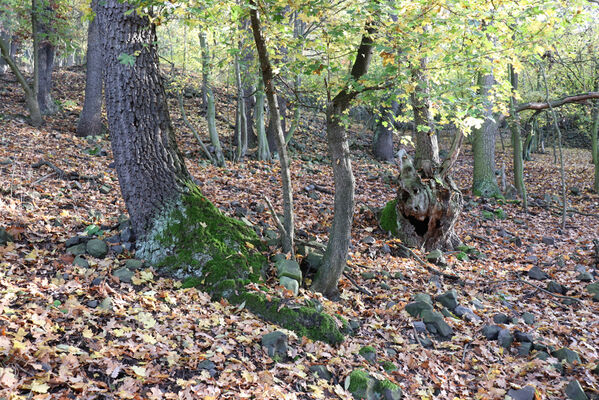 Sebuzín, 25.10.2022
Vrch Lenoch, les pod Havraní skálou.
Keywords: Ústí nad Labem Sebuzín České středohoří vrch Lenoch Havraní skála