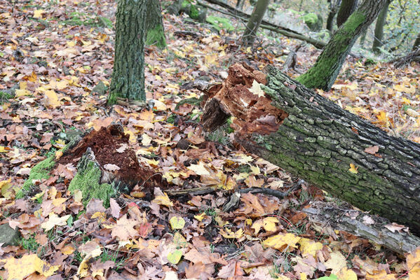 Sebuzín, 25.10.2022
Vrch Lenoch, Macha. 
Schlüsselwörter: Ústí nad Labem Sebuzín České středohoří vrch Lenoch Poradní skála