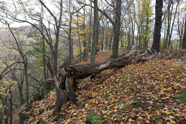 Sebuzín, 25.10.2022
Vrch Lenoch, Matcha.
Klíčová slova: Ústí nad Labem Sebuzín České středohoří vrch Lenoch Matcha