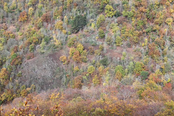 Sebuzín, 25.10.2022
Vrch Lenoch, Matcha. Pohled na lesostepní formace na svahu pod vrchem Pahorek.
Keywords: Ústí nad Labem Sebuzín České středohoří vrch Lenoch Matcha