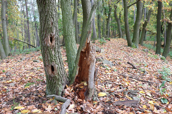 Sebuzín, 25.10.2022
Vrch Lenoch, les u Poradní skály. Pahýl dubu - biotop kovaříka Hypoganus inunctus.
Keywords: Ústí nad Labem Sebuzín České středohoří vrch Lenoch Poradní skála Hypoganus inunctus