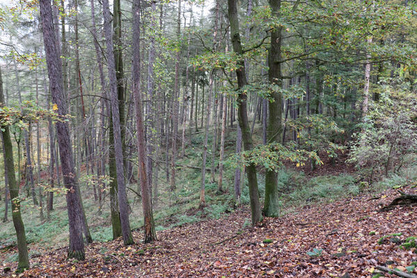 Sebuzín, 25.10.2022
Vrch Lenoch, hospodářský les na severovýchodním svahu.
Klíčová slova: Ústí nad Labem Sebuzín České středohoří vrch Lenoch