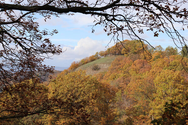 Sebuzín, 25.10.2022
Vrch Lenoch od sedla pod Varhoštěm. 
Keywords: Ústí nad Labem Sebuzín České středohoří vrch Lenoch