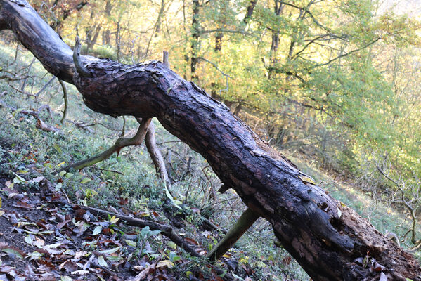 Sebuzín, 25.10.2022
Vrch Lenoch, les pod Havraní skálou. Mrtvá borovice - zimoviště kovaříků Cardiophorus erichsoni.
Klíčová slova: Ústí nad Labem Sebuzín České středohoří vrch Lenoch Havraní skála Cardiophorus erichsoni