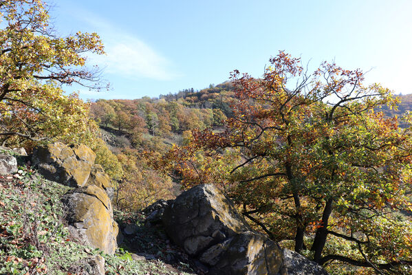 Sebuzín, 25.10.2022
Havraní skála. Pohled na vrch Lenoch.
Keywords: Ústí nad Labem Sebuzín České středohoří vrch Lenoch Havraní skála