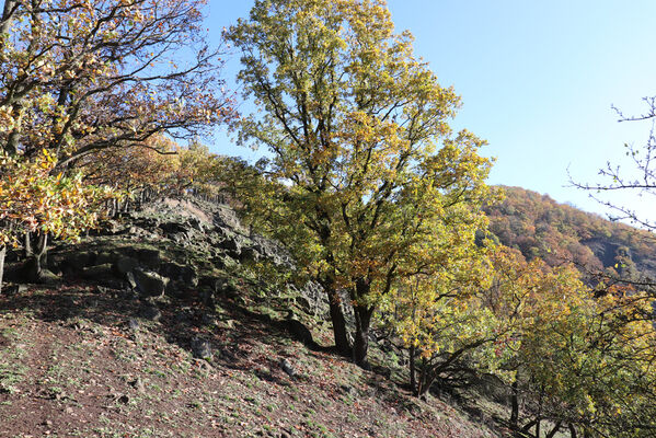 Sebuzín, 25.10.2022
Vrch Lenoch, hřbet nad Havraní skálou.
Keywords: Ústí nad Labem Sebuzín České středohoří vrch Lenoch Havraní skála