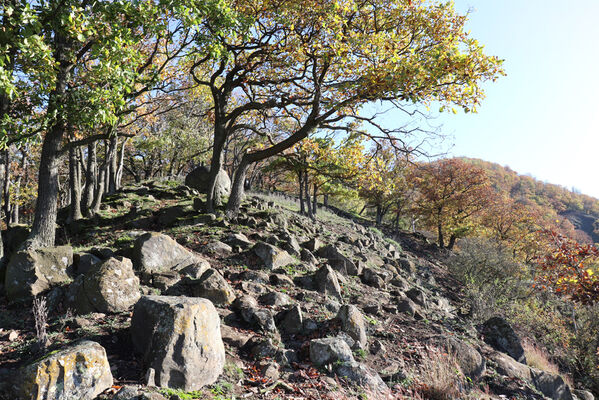 Sebuzín, 25.10.2022
Vrch Lenoch, hřbet nad Havraní skálou.
Keywords: Ústí nad Labem Sebuzín České středohoří vrch Lenoch Havraní skála