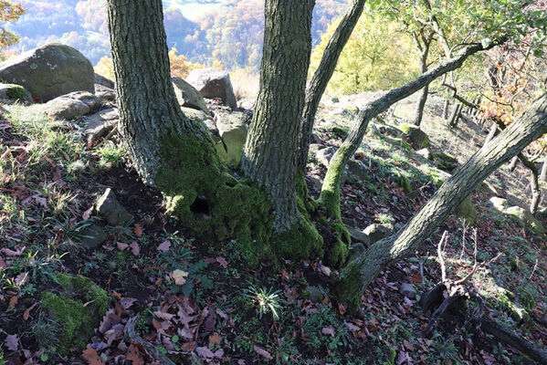 Sebuzín, 25.10.2022
Vrch Lenoch, hřbet nad Havraní skálou.
Keywords: Ústí nad Labem Sebuzín České středohoří vrch Lenoch Havraní skála