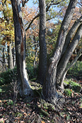 Sebuzín, 25.10.2022
Vrch Lenoch, hřbet nad Havraní skálou.
Klíčová slova: Ústí nad Labem Sebuzín České středohoří vrch Lenoch Havraní skála