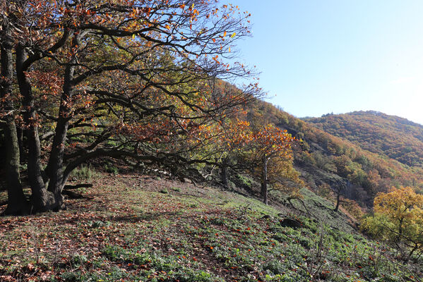 Sebuzín, 25.10.2022
Vrch Lenoch, hřbet nad Havraní skálou. Pohled na vrch Varhošť.
Schlüsselwörter: Ústí nad Labem Sebuzín České středohoří vrch Lenoch Havraní skála