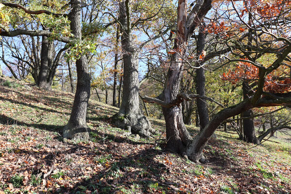 Sebuzín, 25.10.2022
Vrch Lenoch, hřbet nad Havraní skálou.
Klíčová slova: Ústí nad Labem Sebuzín České středohoří vrch Lenoch Havraní skála