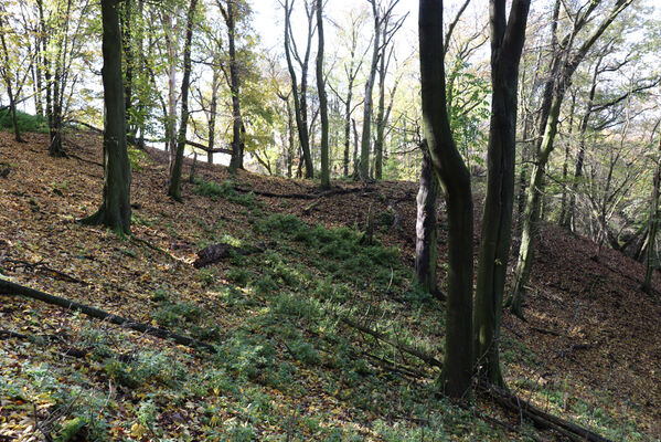 Sebuzín, 25.10.2022
Vrch Lenoch. Les pod Poradní skálou. 
Keywords: Ústí nad Labem Sebuzín České středohoří vrch Lenoch Poradní skála