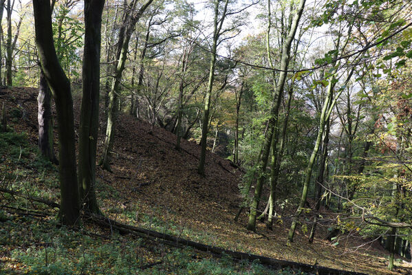 Sebuzín, 25.10.2022
Vrch Lenoch. Les pod Poradní skálou. 
Keywords: Ústí nad Labem Sebuzín České středohoří vrch Lenoch Poradní skála