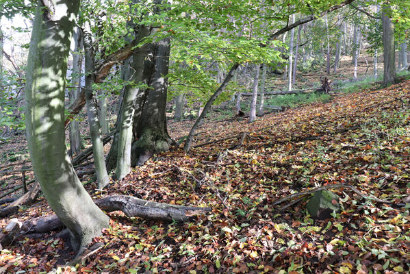 Sebuzín, 25.10.2022
Vrch Lenoch. Les pod Poradní skálou.
Keywords: Ústí nad Labem Sebuzín České středohoří vrch Lenoch Poradní skála Ischnodes sanguinicollis