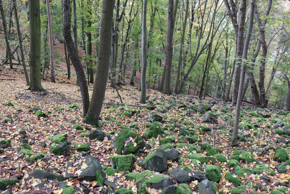 Sebuzín, 25.10.2022
Vrch Lenoch. Suťové pole pod Poradní skálou.
Keywords: Ústí nad Labem Sebuzín České středohoří vrch Lenoch Poradní skála