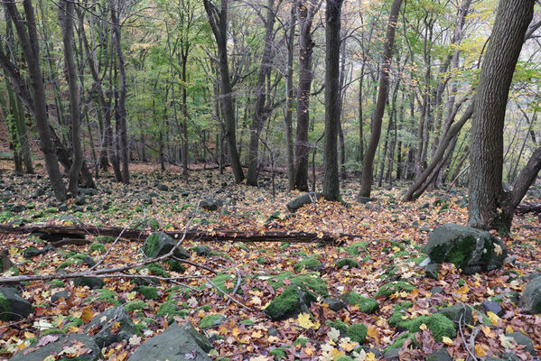 Sebuzín, 25.10.2022
Schlüsselwörter: Ústí nad Labem Sebuzín České středohoří vrch Lenoch Poradní skála