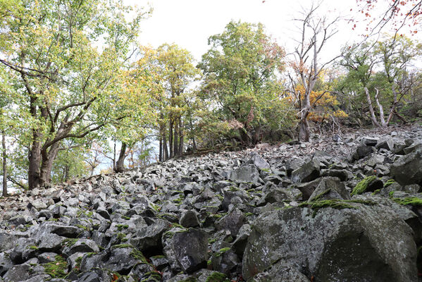 Sebuzín, 25.10.2022
Vrch Lenoch. Suťové pole pod Poradní skálou.
Klíčová slova: Ústí nad Labem Sebuzín České středohoří vrch Lenoch Poradní skála